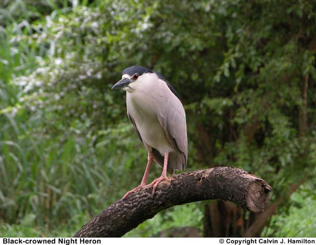 Fekete-koronás Night Heron