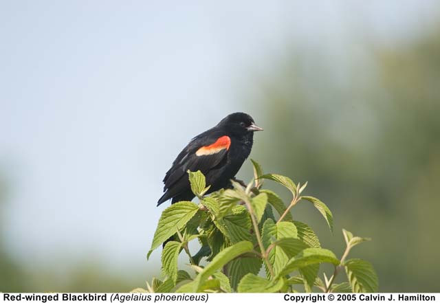 Vörös szárnyú Blackbird