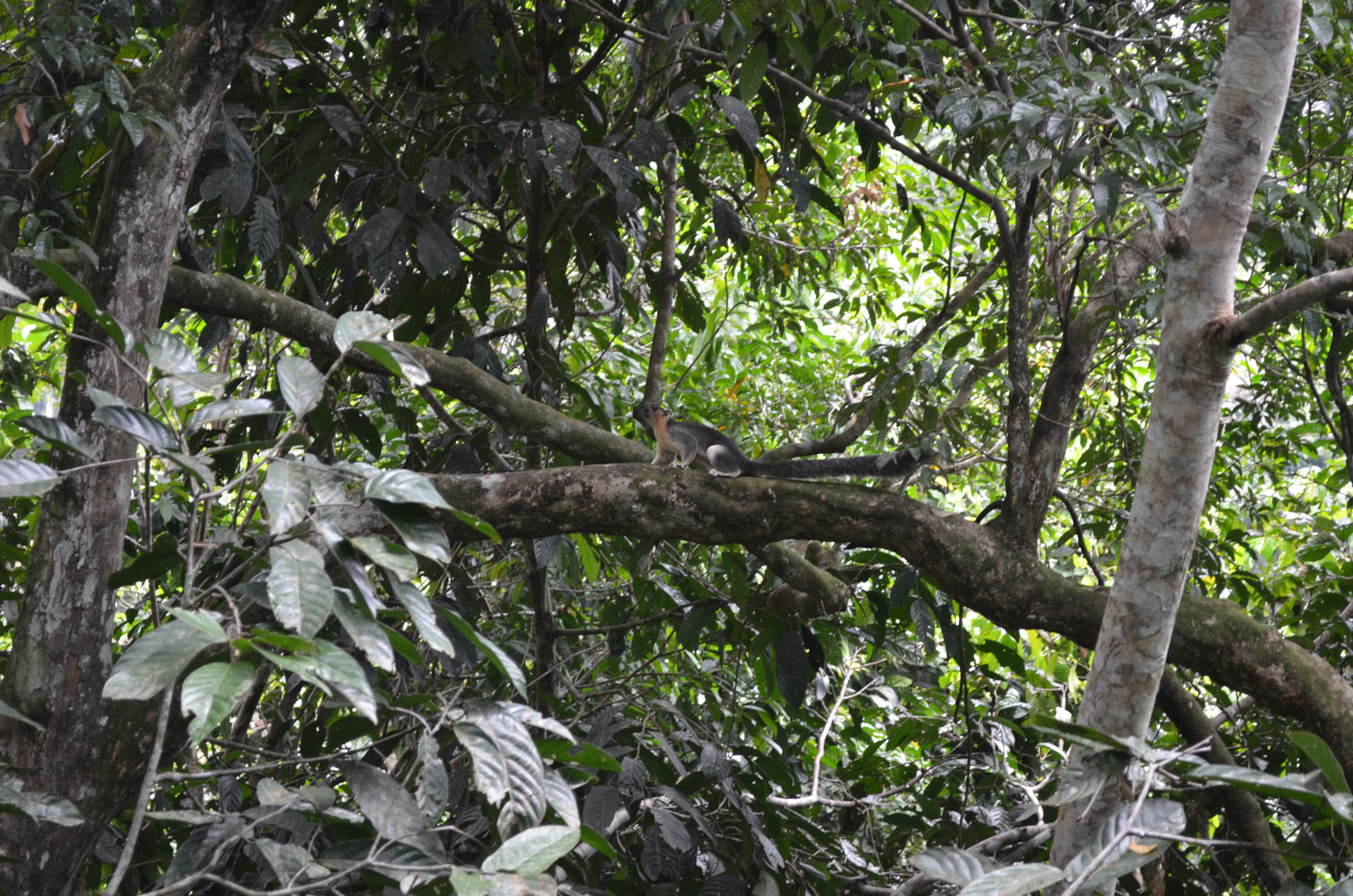 giant squirrel