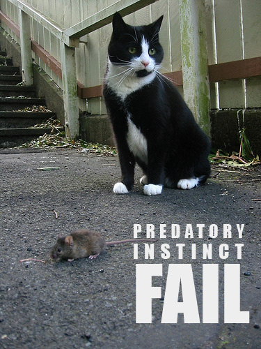 cat-mouse-fail