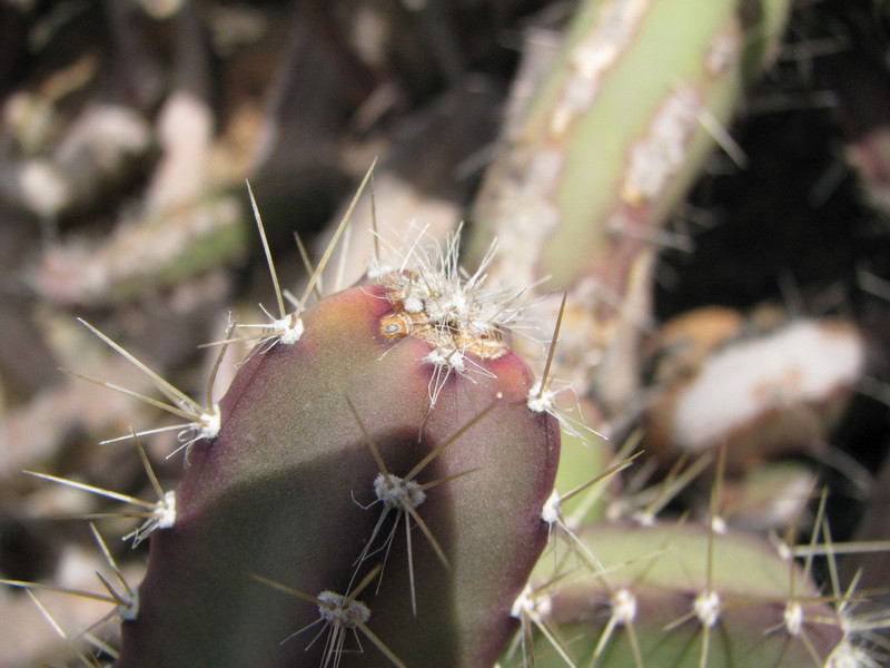 Jardín de Cactus[073] resize