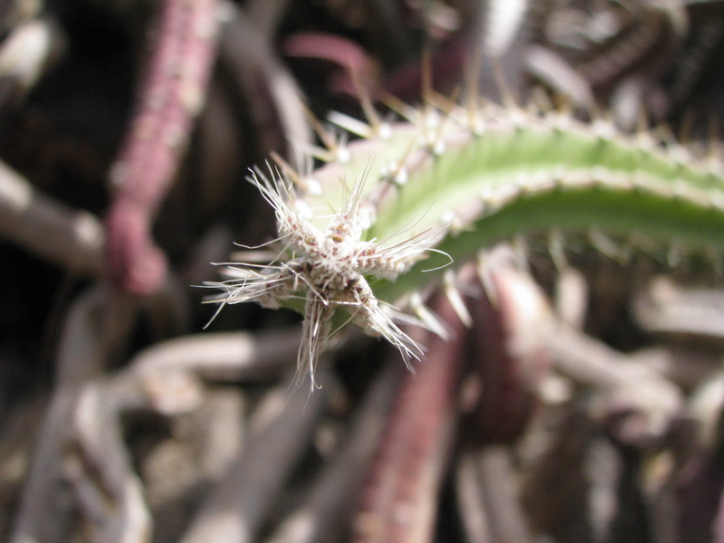 Jardín de Cactus[074] resize