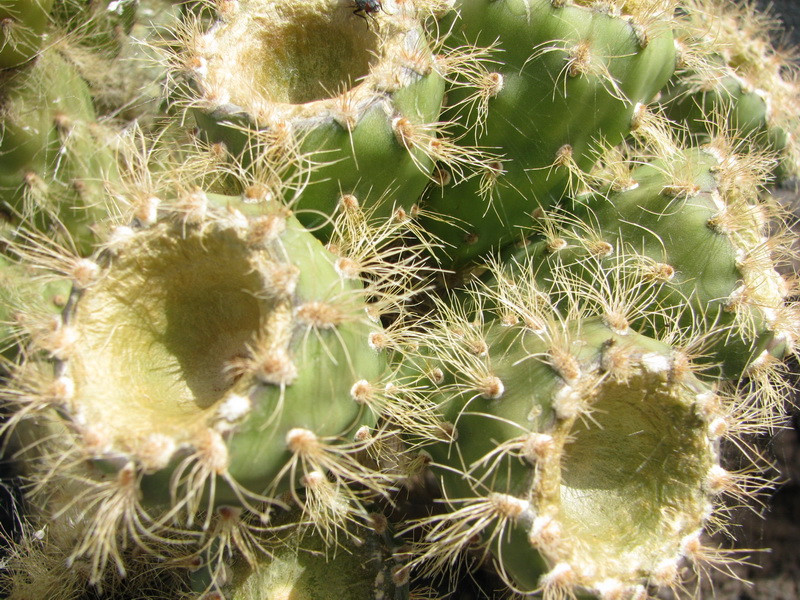 Jardín de Cactus[172] resize