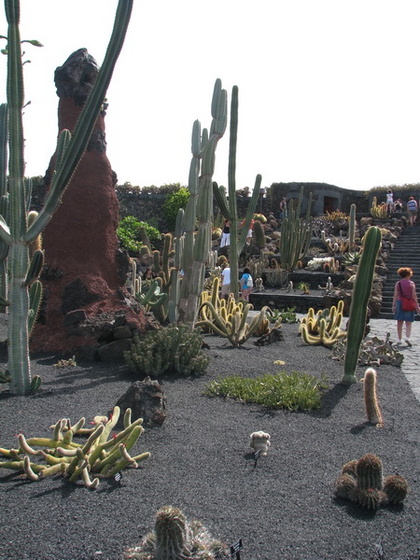 Jardín de Cactus[194] resize