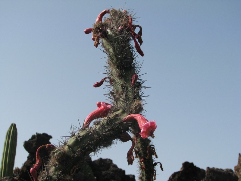 Jardín de Cactus[277] resize