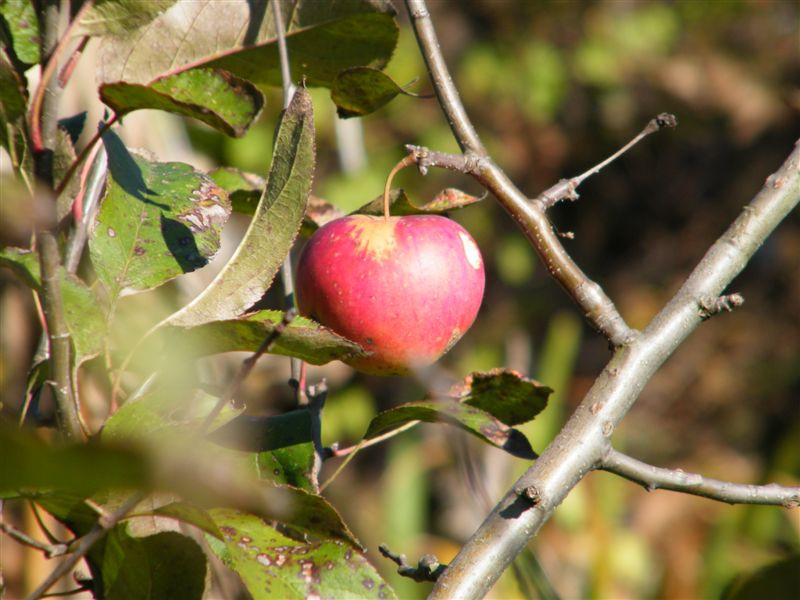 Őszi alma 2