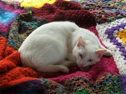 cat white rug