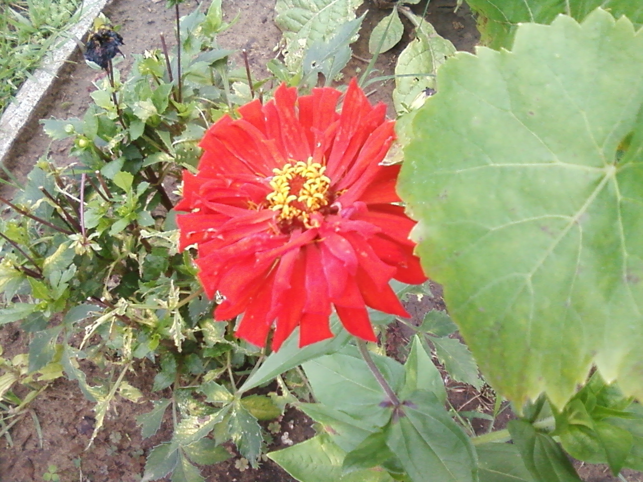 zinnia