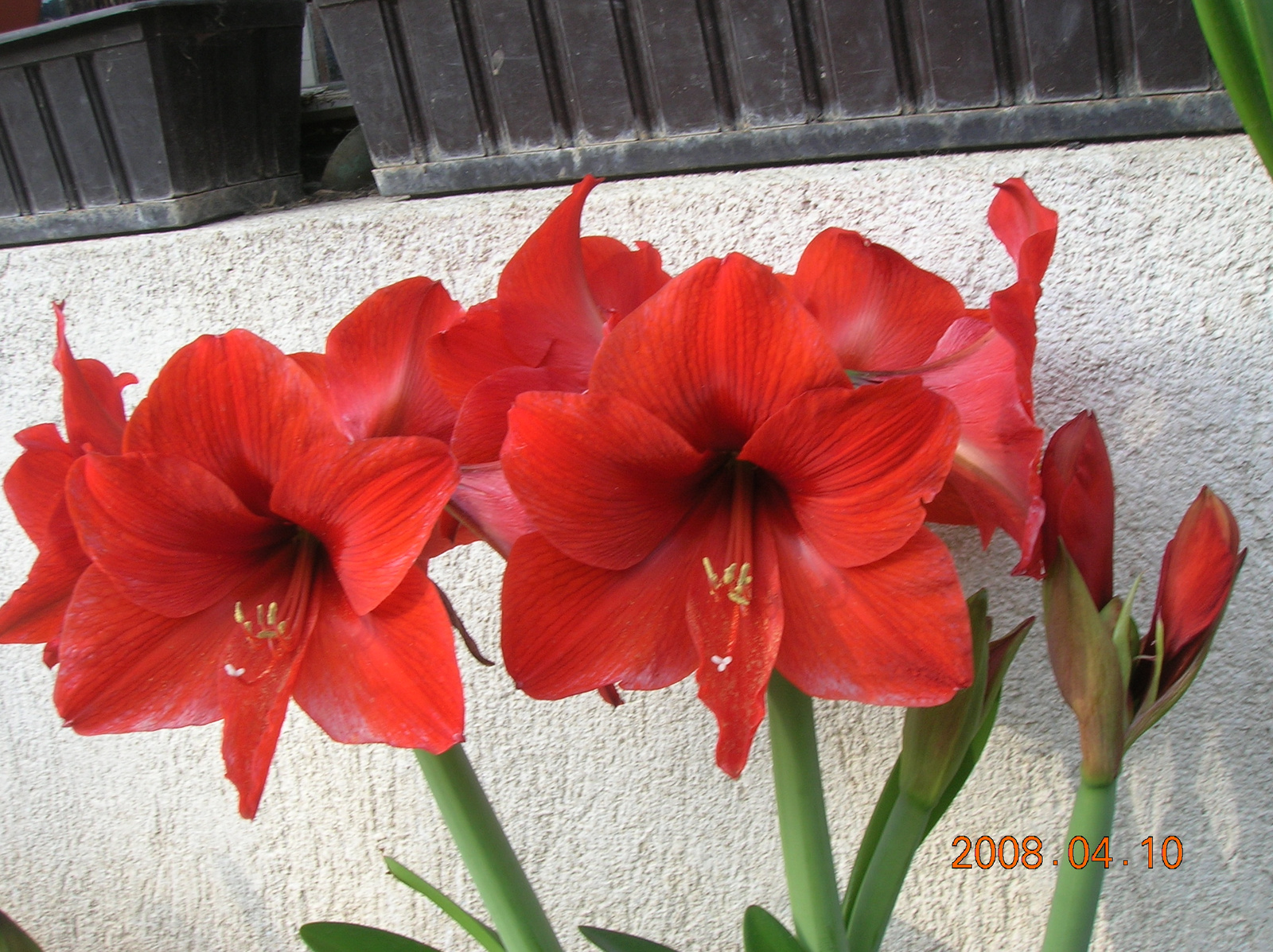 2008.04 virágok