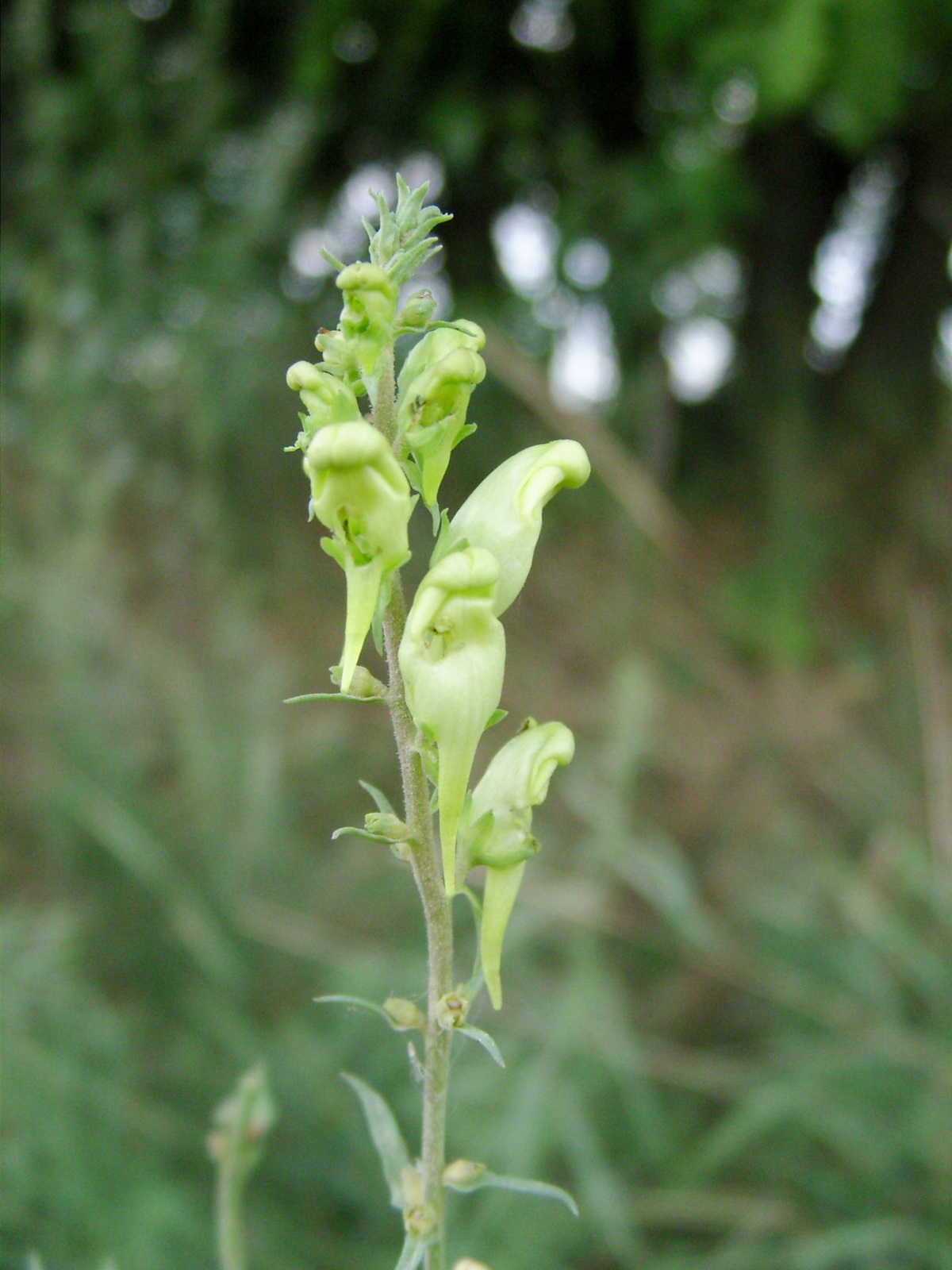 Gyújtoványfűfaj (Linaria sp.) II