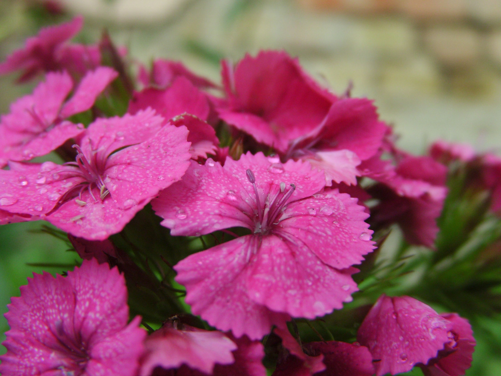 Törökszegfű (Dianthus barbatus) II