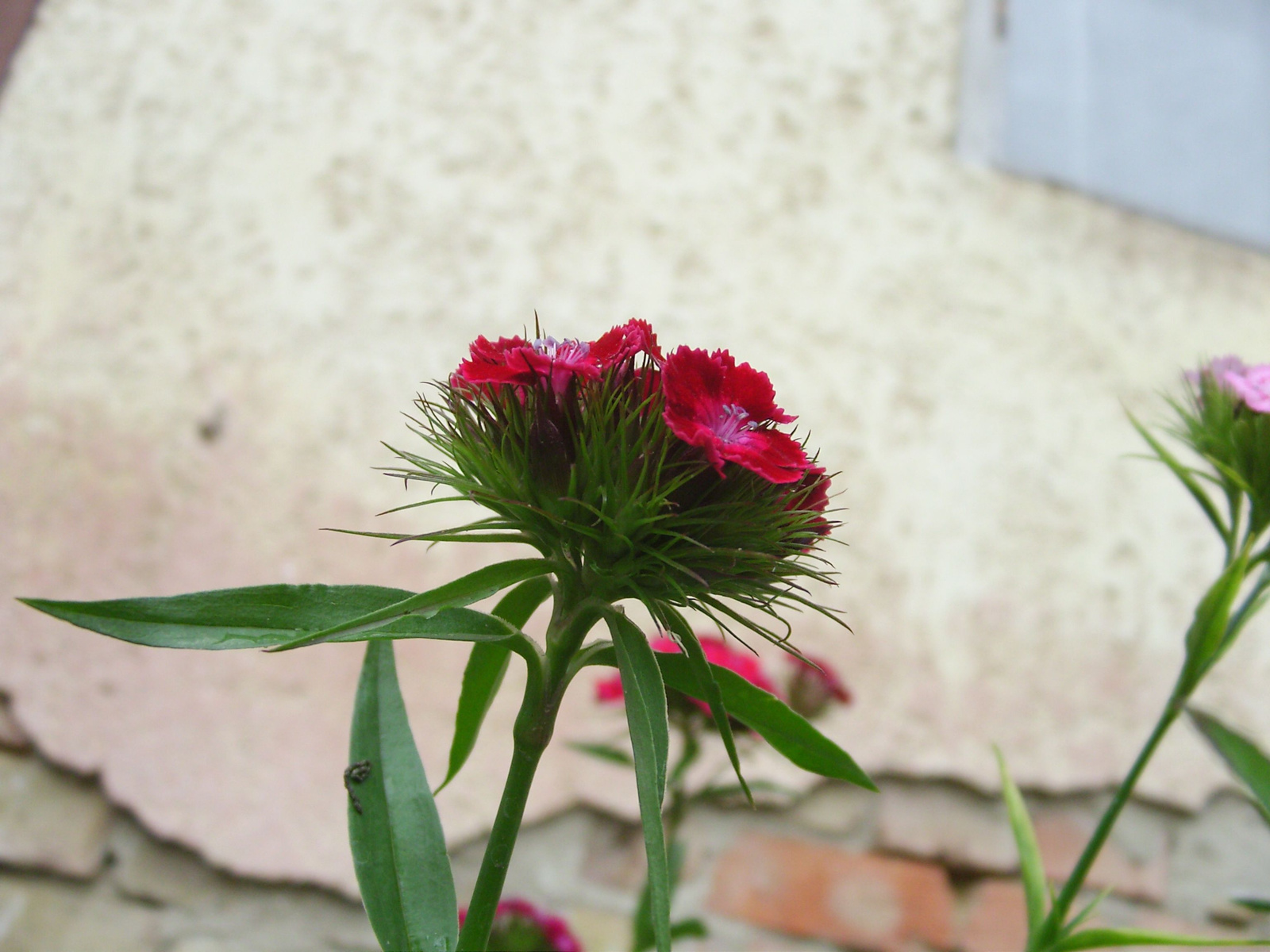 Törökszegfű (Dianthus barbatus) IV