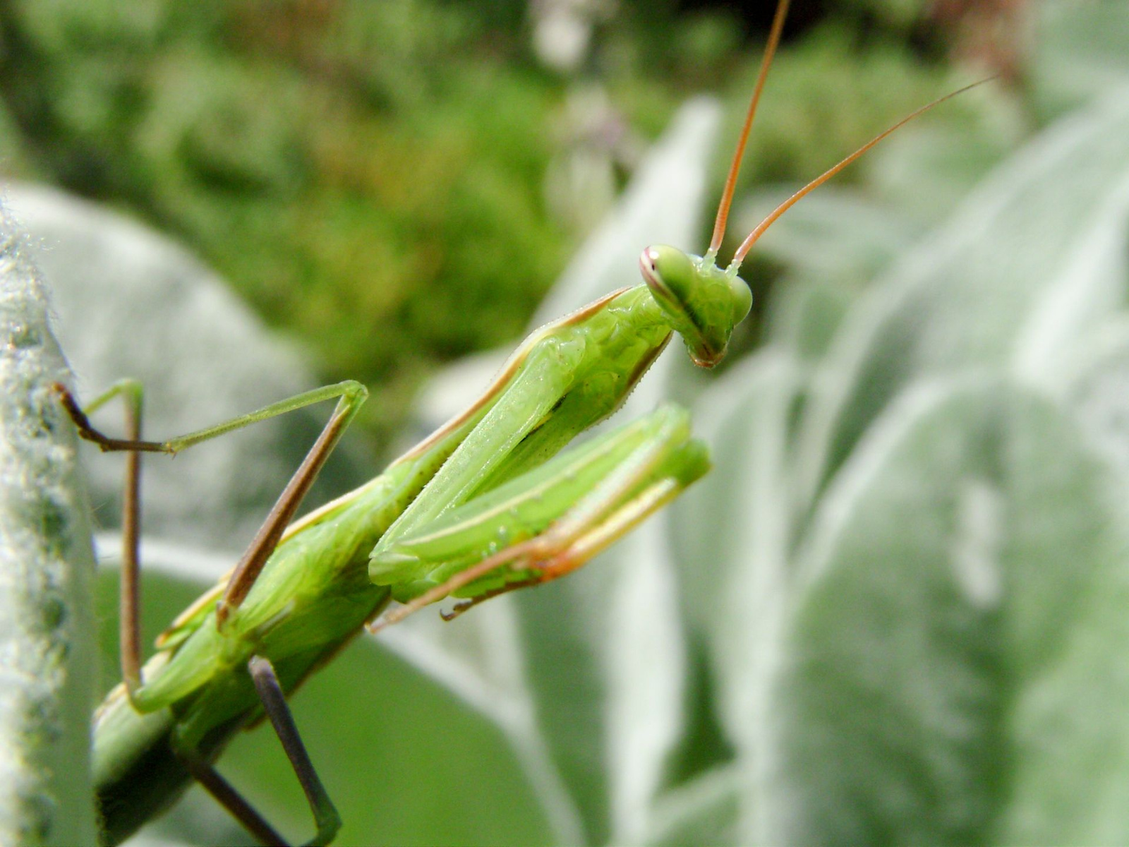 Imádkozó sáska (Mantis religiosa) II