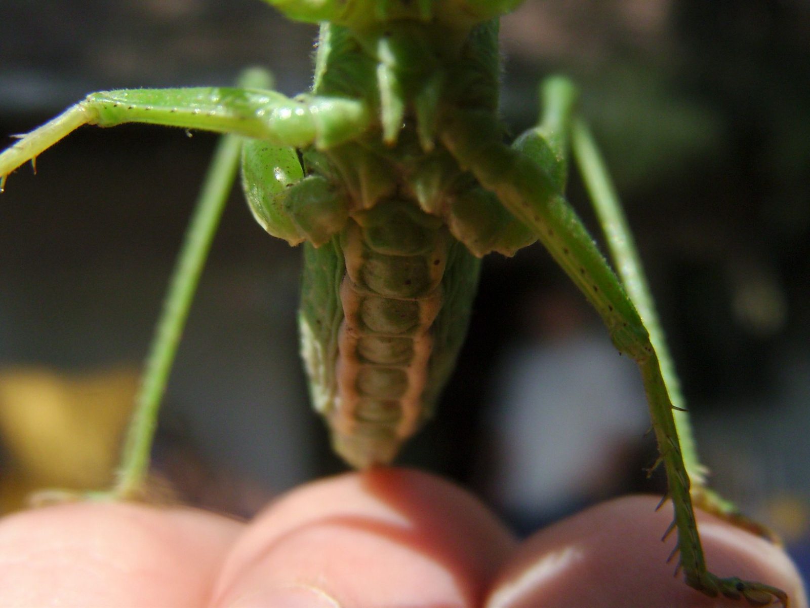 Zöld lombszöcske (Tettigonia viridissima) VI