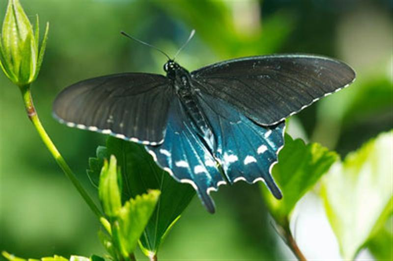 PipevineSwallowtail2 (Medium)