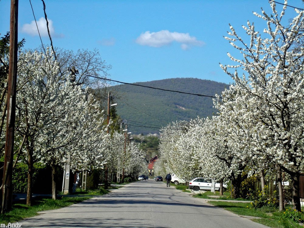 Budakalász