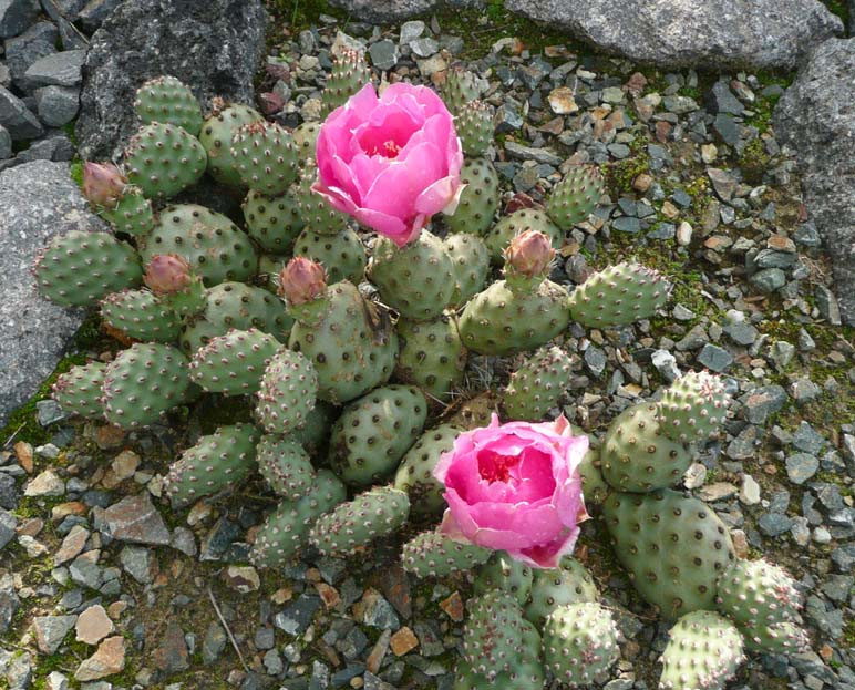 Opuntia rutila var. debreczyi