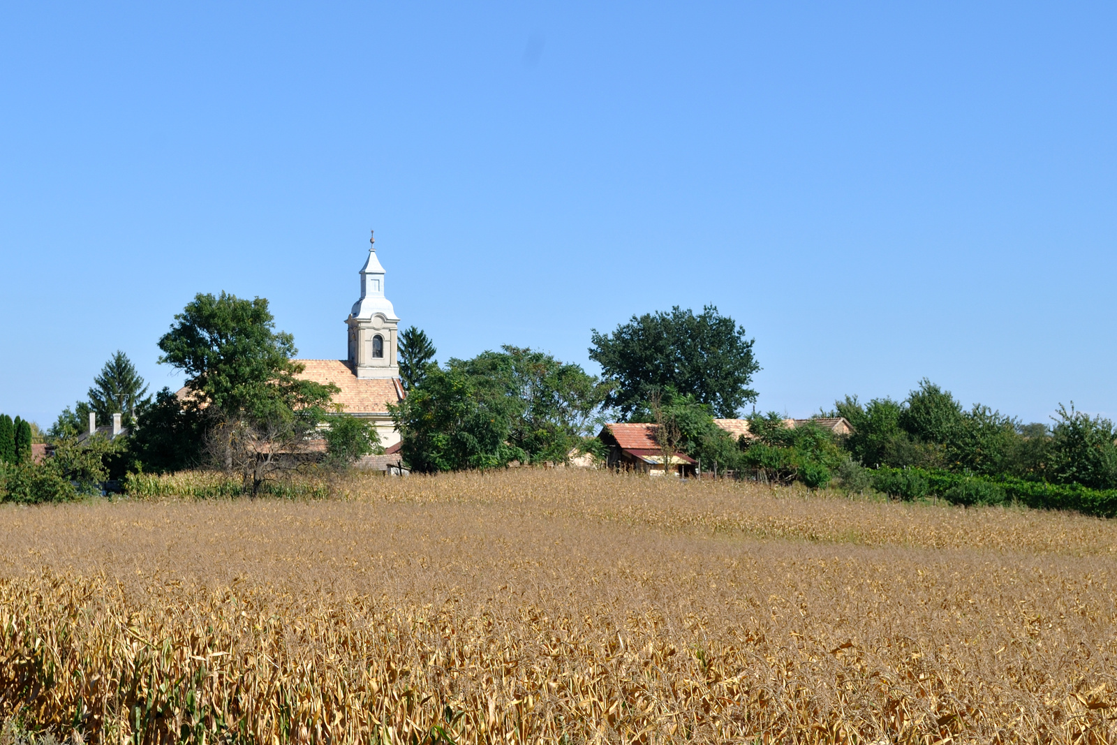 Templom kukoricával