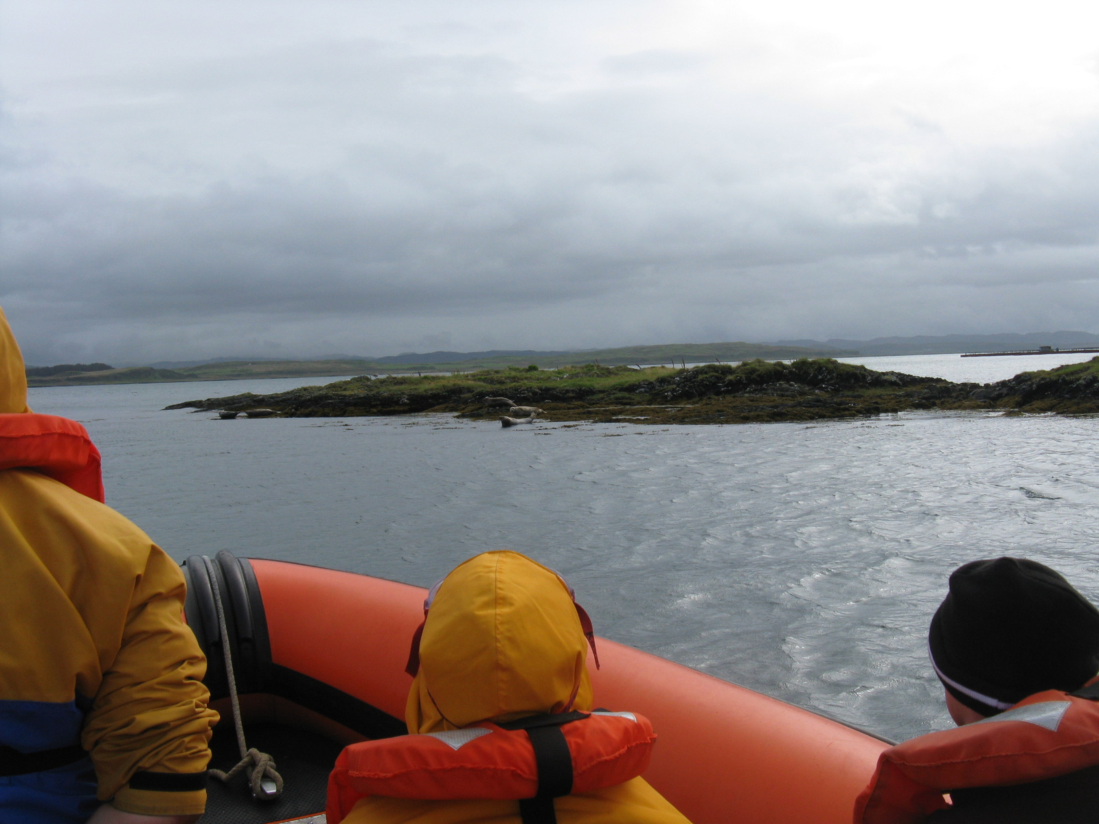 Seal Colony