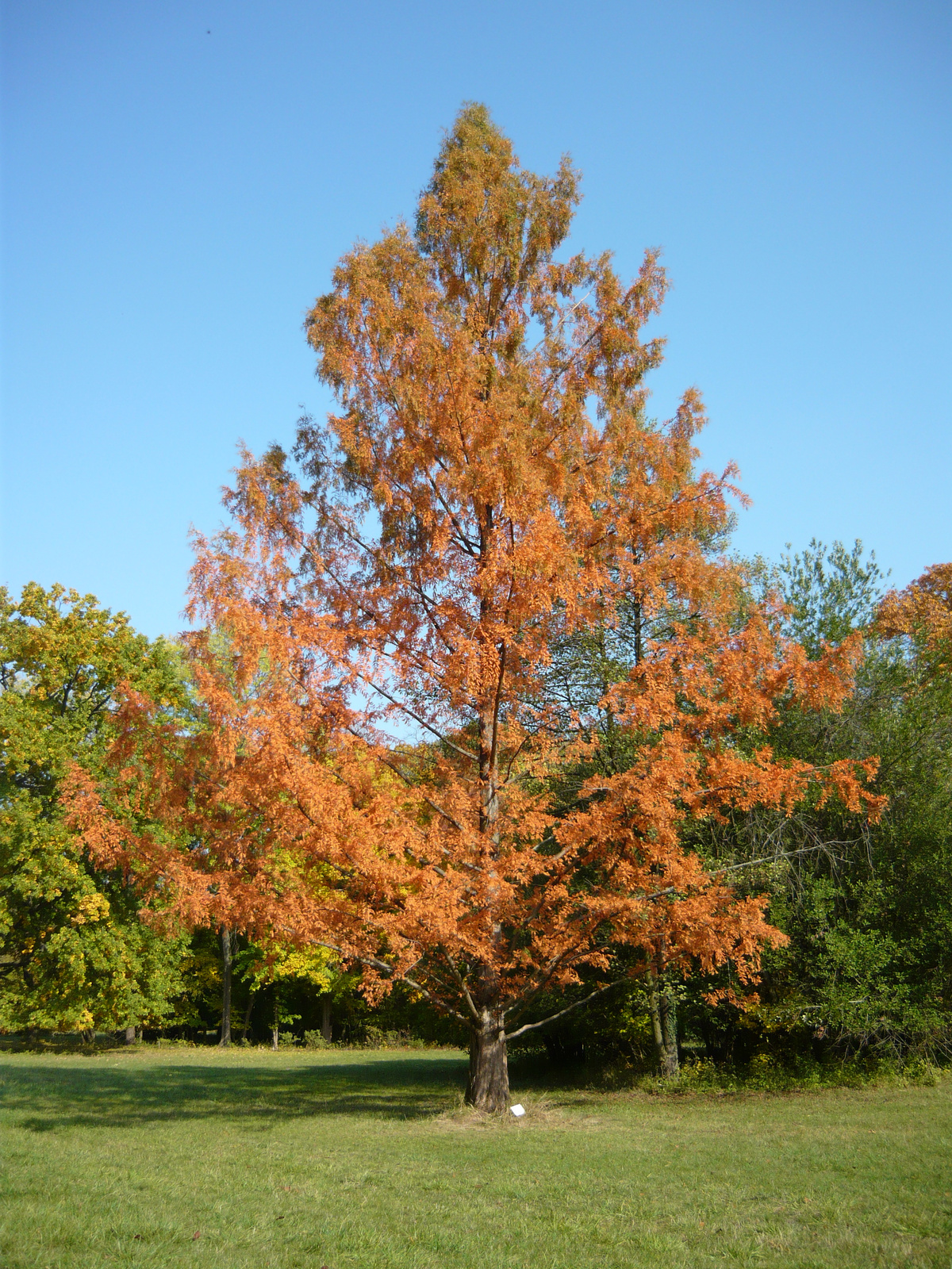 Szarvasi arborétumban