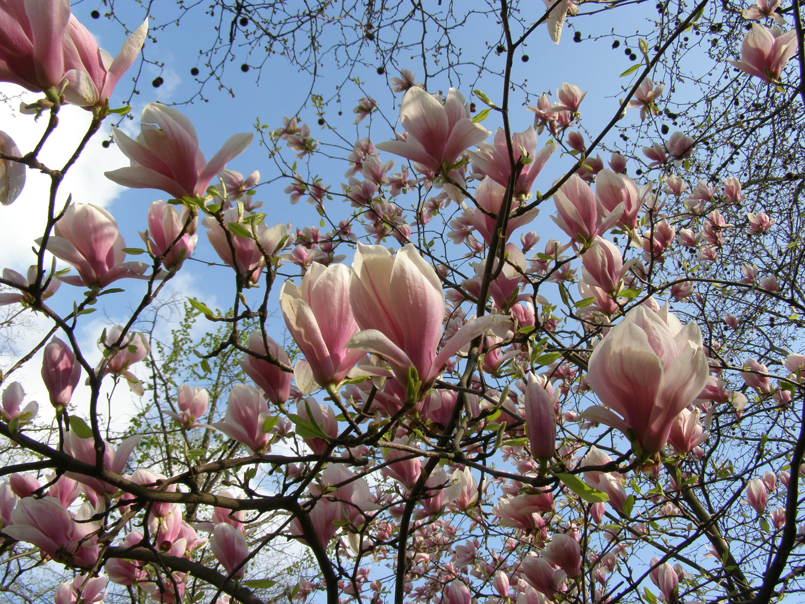 magnolia