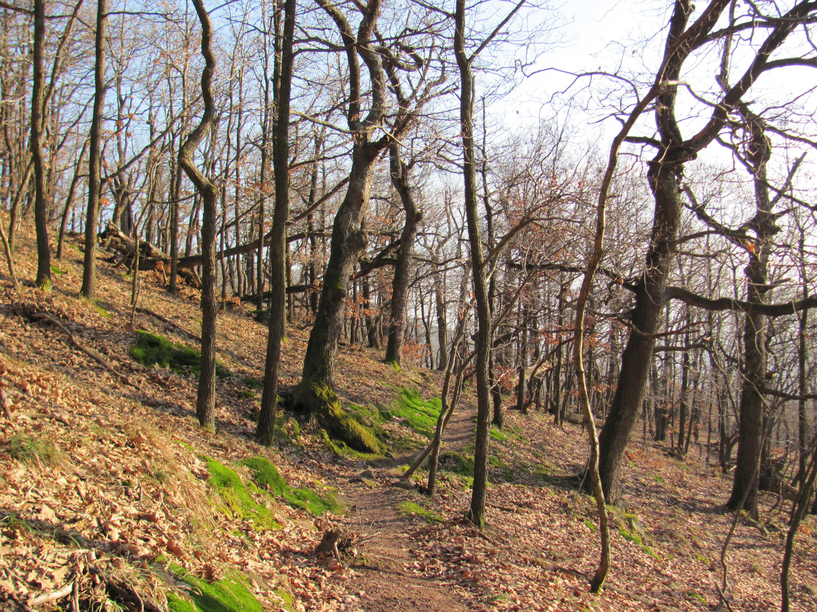 2011.01.16 Orfű jakabhegy Patacs 102