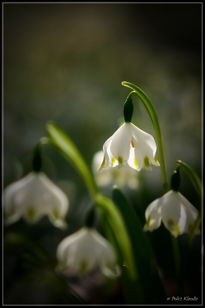 2011.03.15. Tőzike (1)