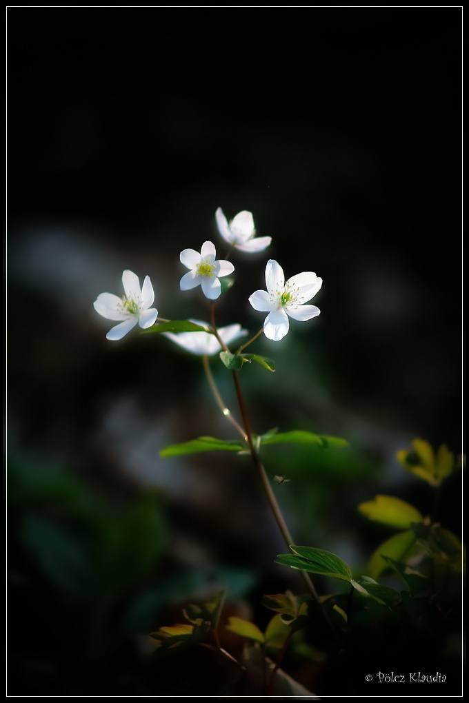 2011.04.02 fehér virágocska