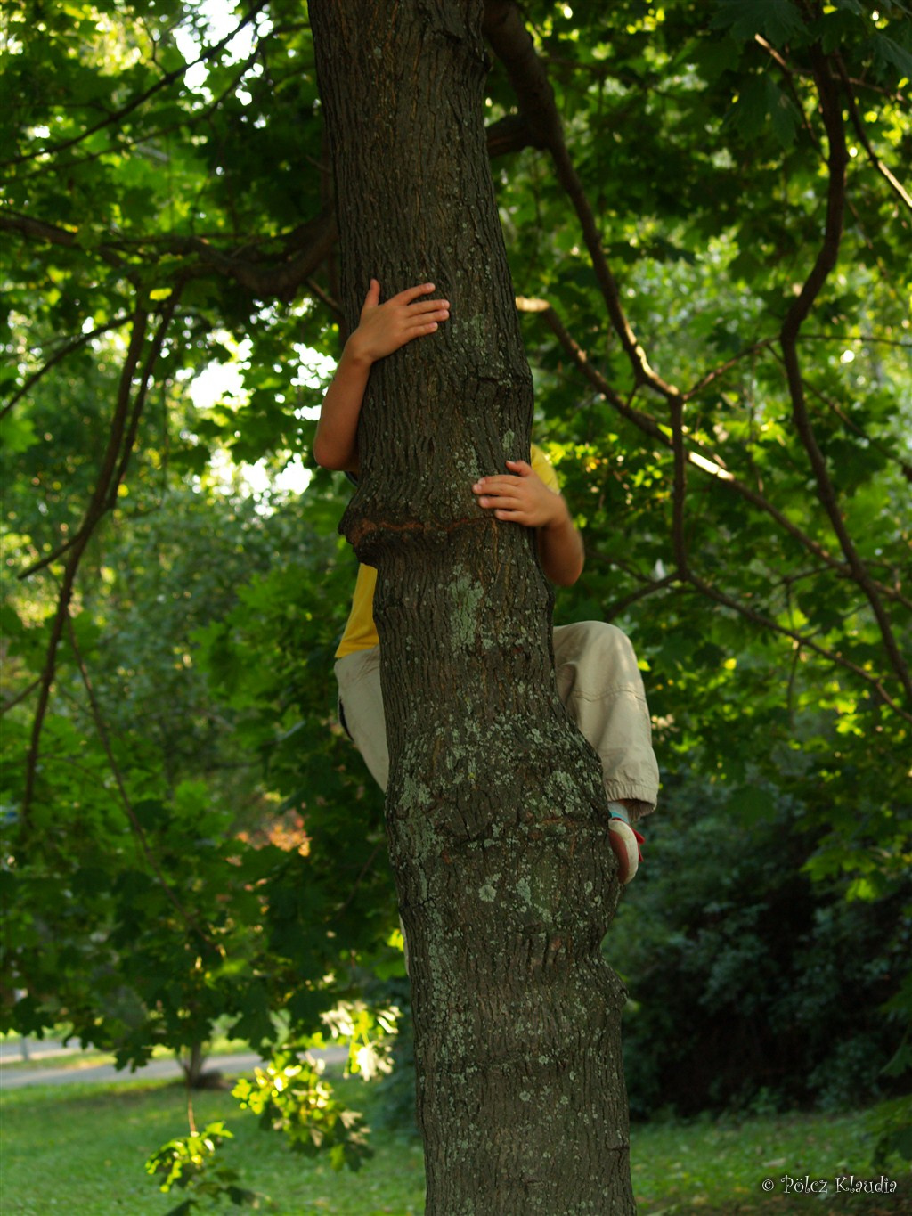 valaki fára mászik