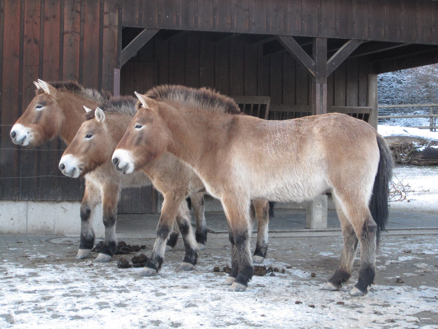 wildpark in winterthur