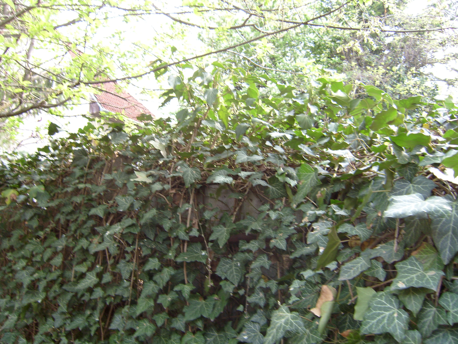borostyán, 2010. tavasz 001