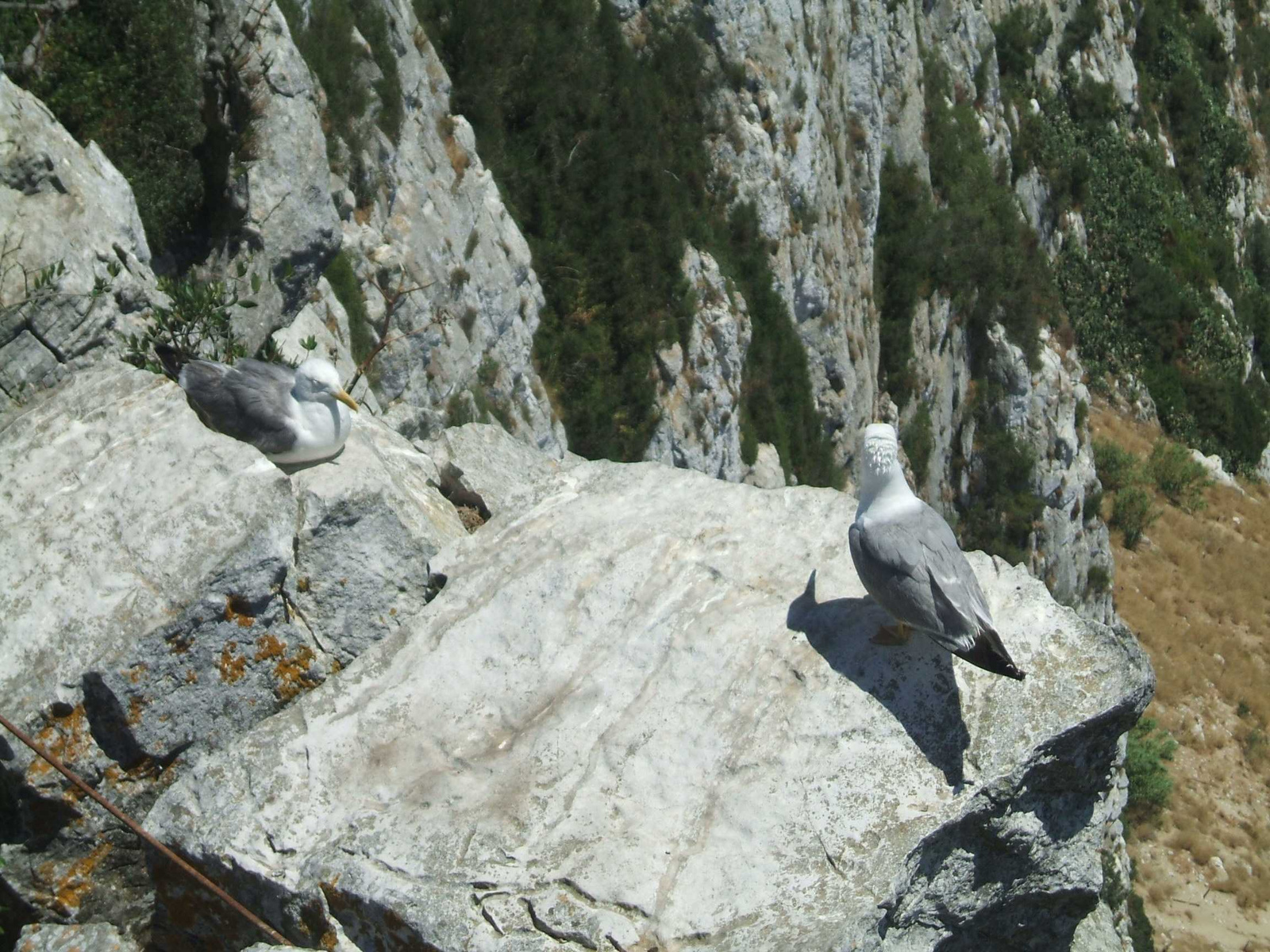 Gibraltar szikla