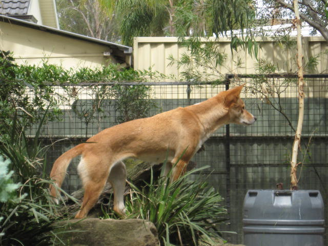 Dingo