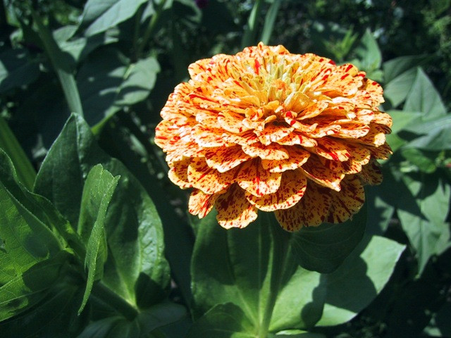 Zinnia