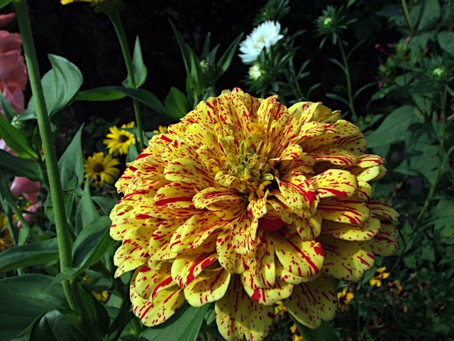 Zinnia