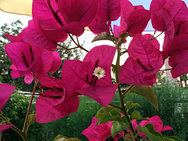 Bougainvillea/Murvafürt