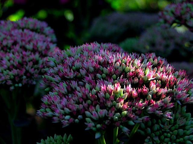 Sedum