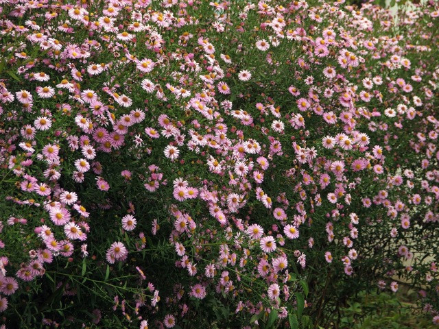 őszi rózsák/aster