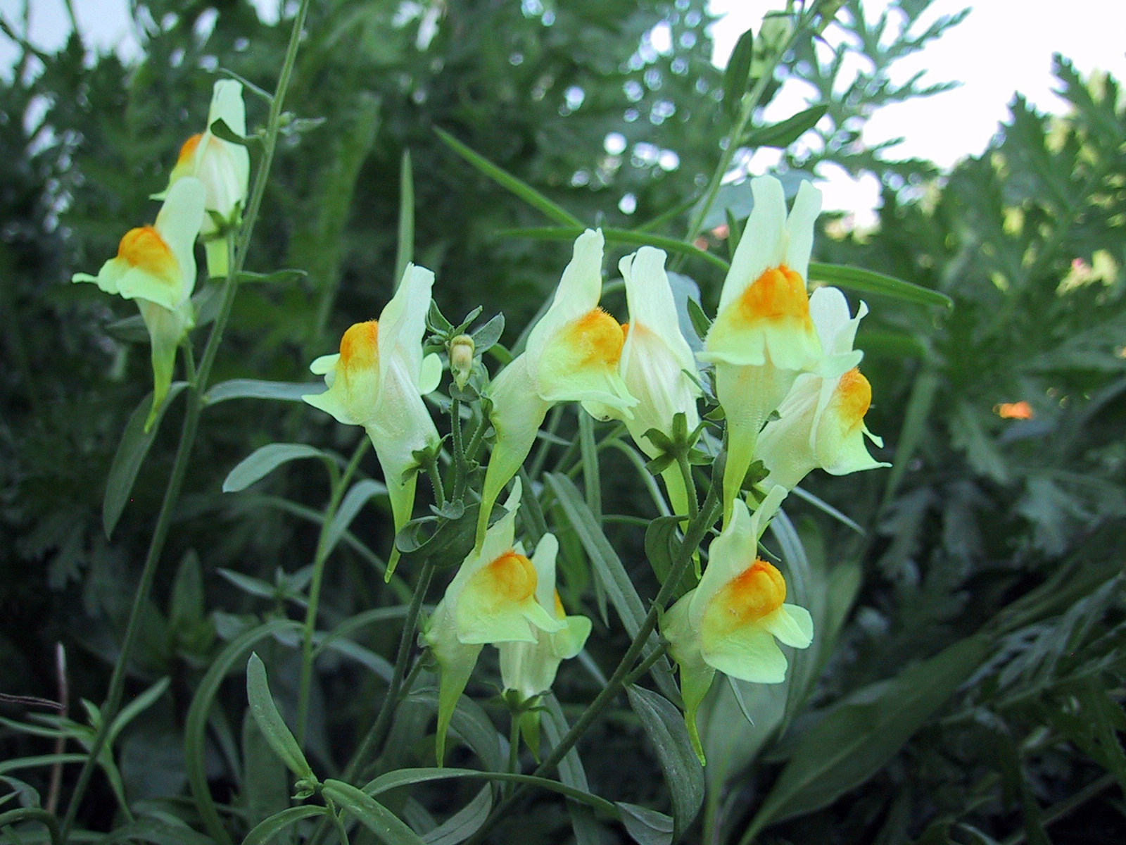 Linaria vulgaris-Gyújtoványfű