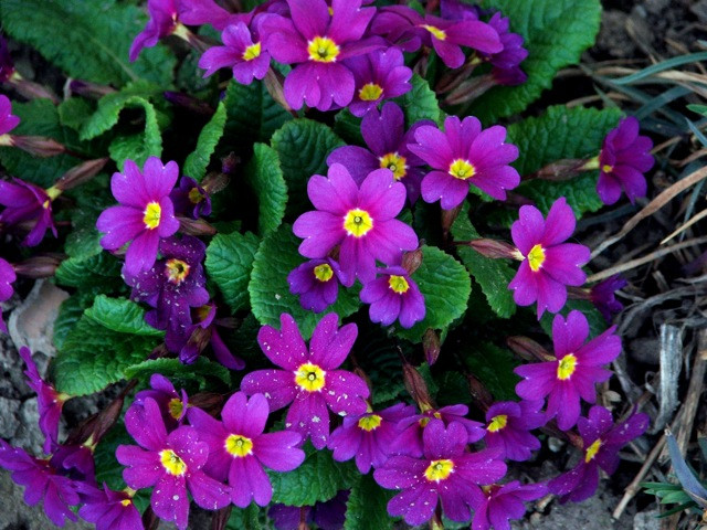 Primula