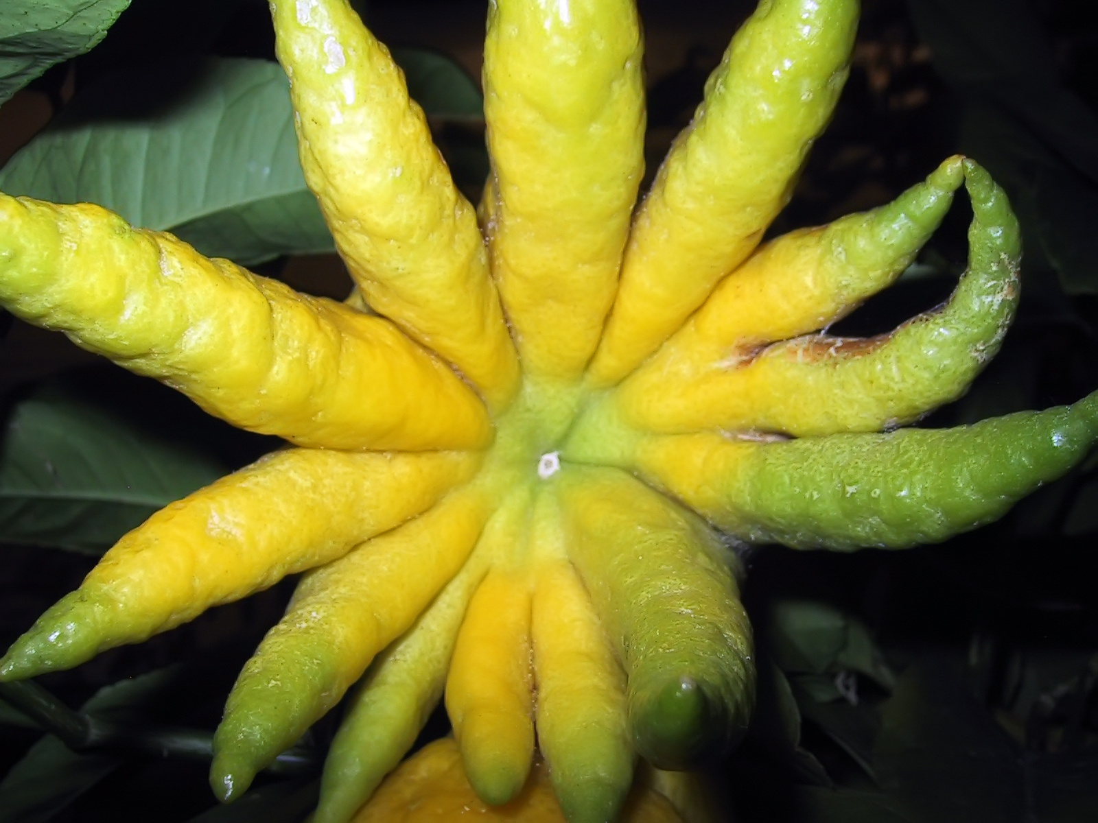 Buddha keze/Citrus medica v. sacrodactilys