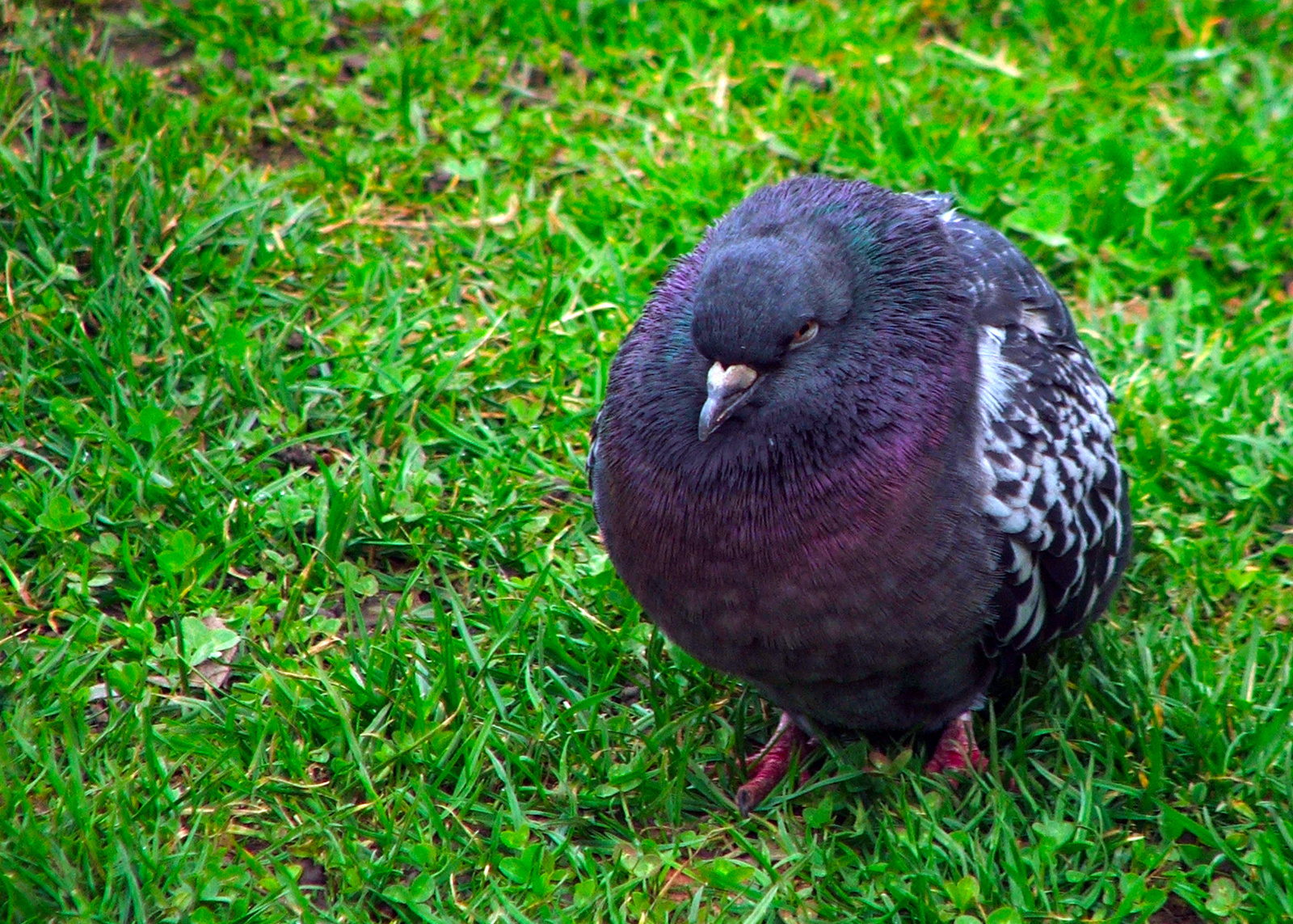 Galamb/Columbidae