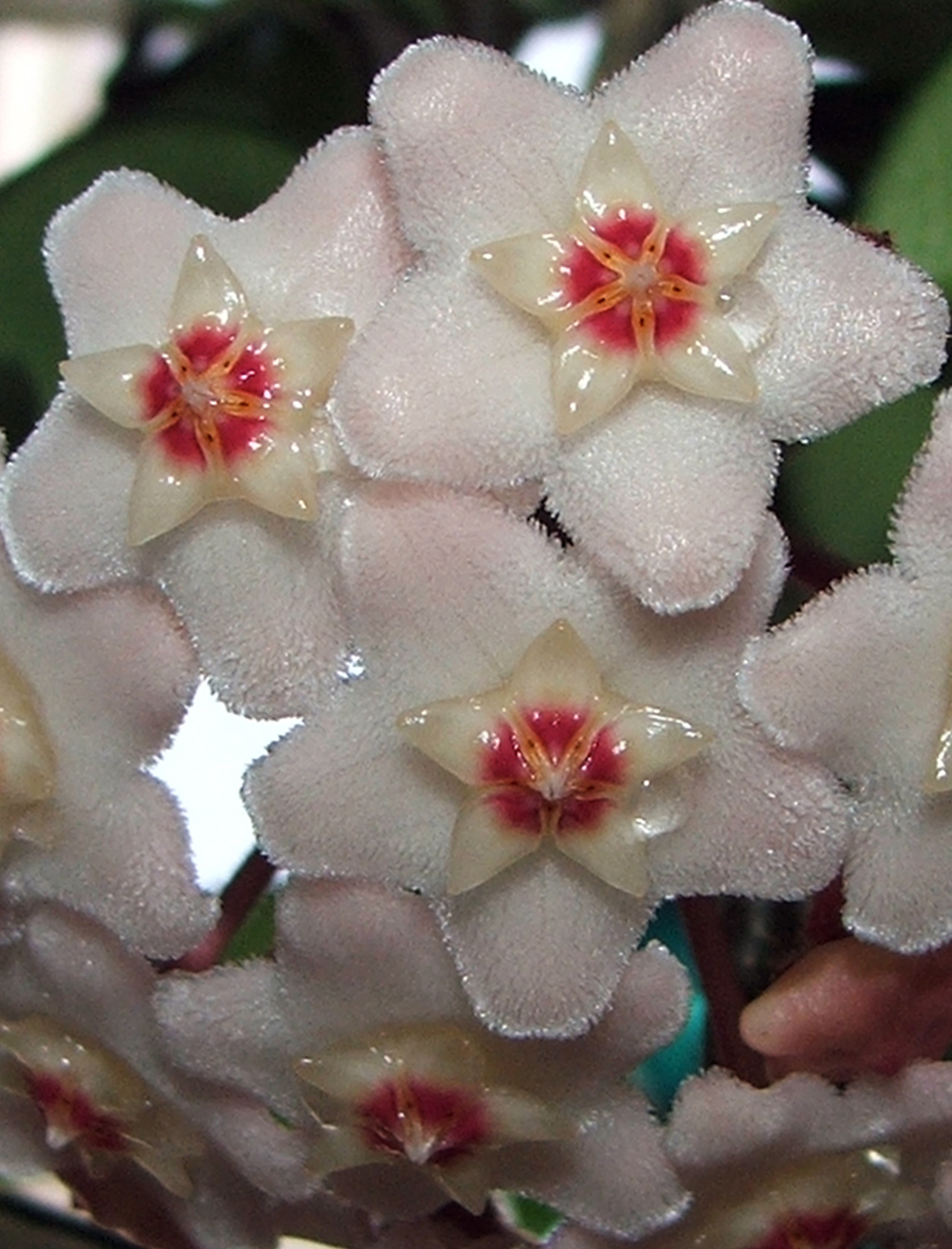 Viaszvirág (Hoya carnosa)