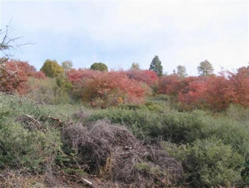 Dogwoods in brush (Medium)