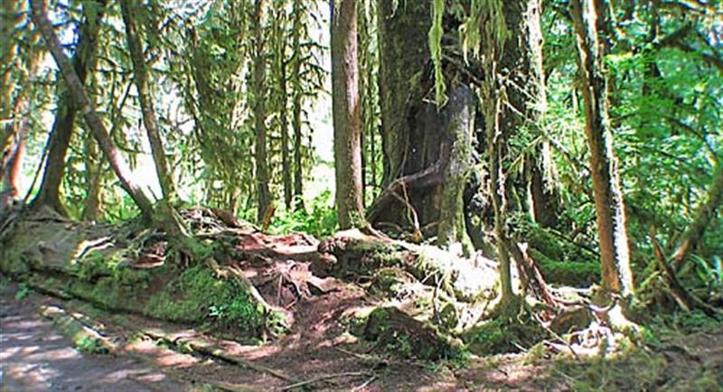 temperate rainforest 5741 (Medium)