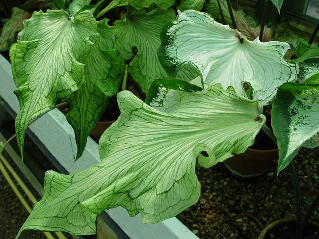 caladium x