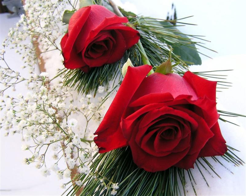 red rose  (10) (Medium)