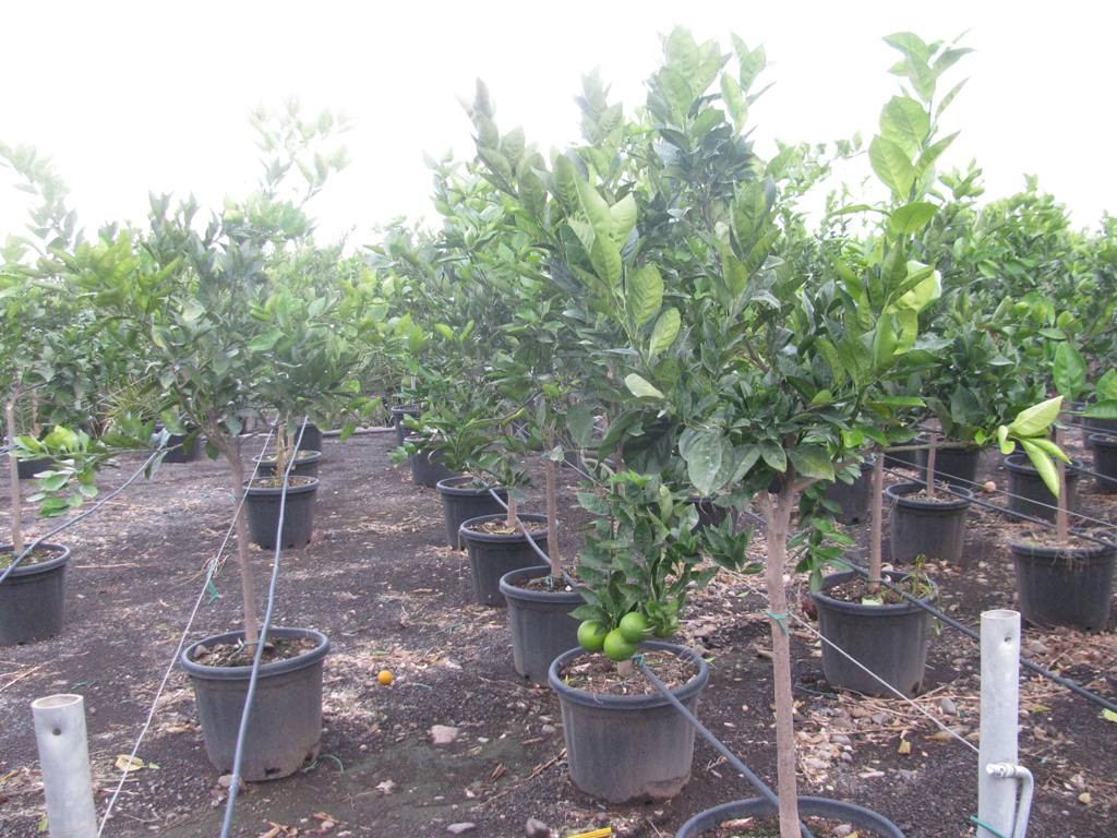 CITRUS SINENSIS 1-2T C30L