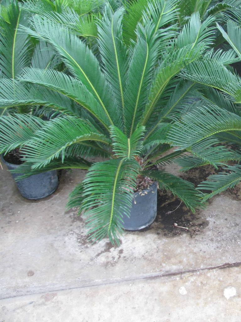 CYCAS REVOLUTA C7L