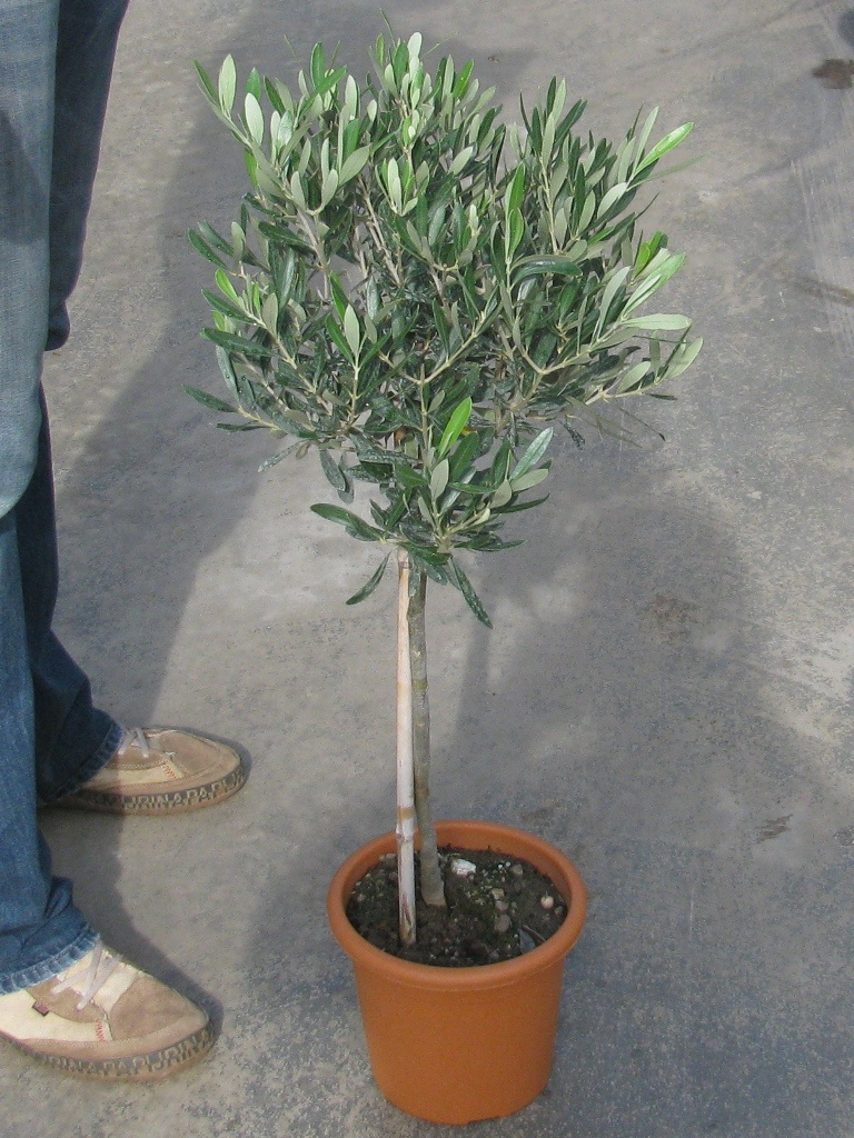 OLEA EUROPEA 1-4T 2,5L